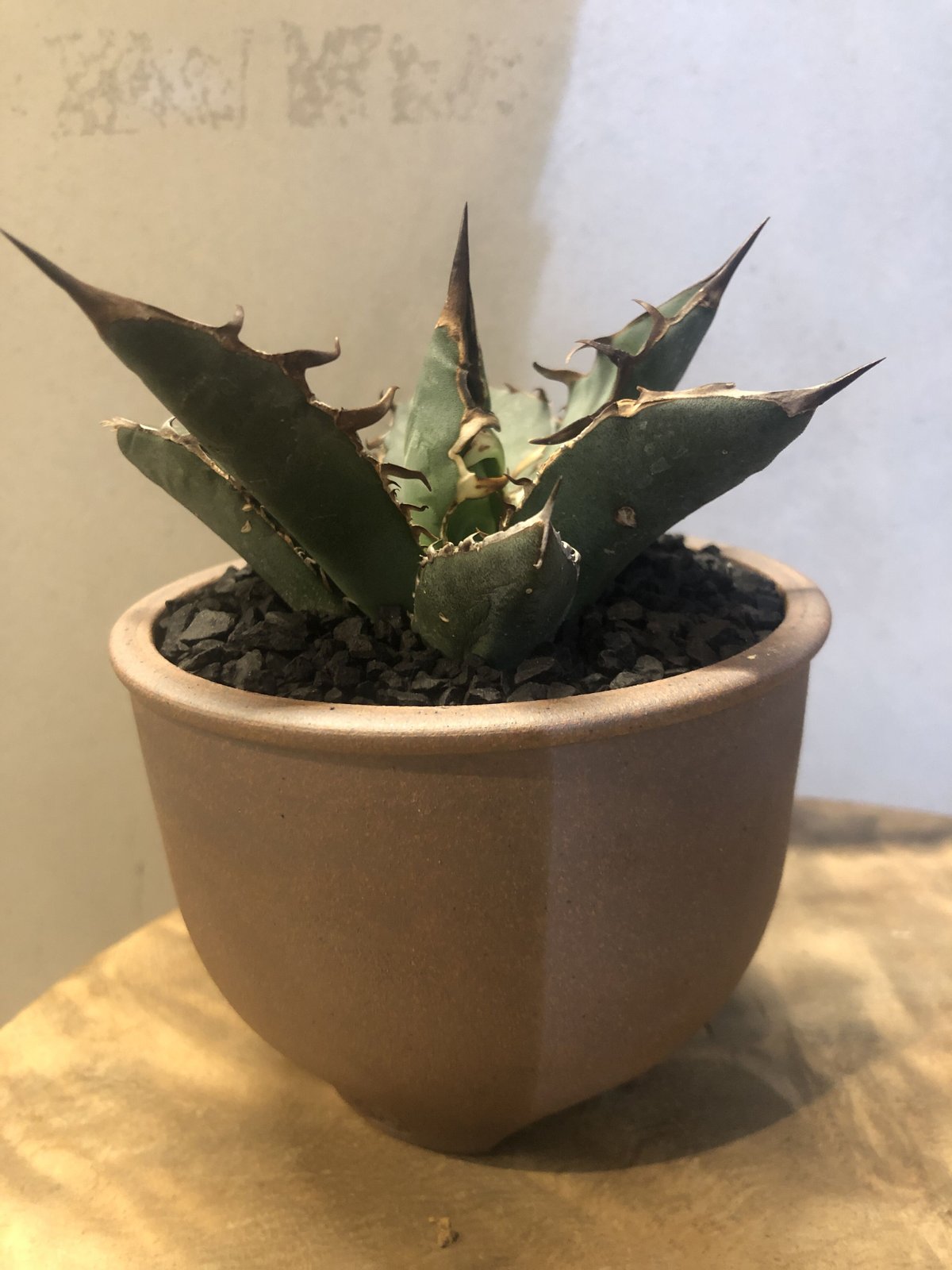 アガベ チタノタ オアハカ 輸入株 | GREEN LUCK