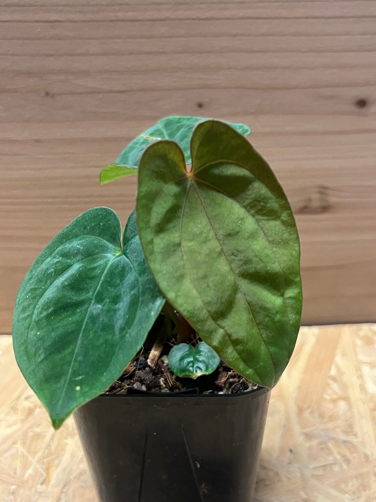 アンスリウム パピリラミナム | GREEN LUCK