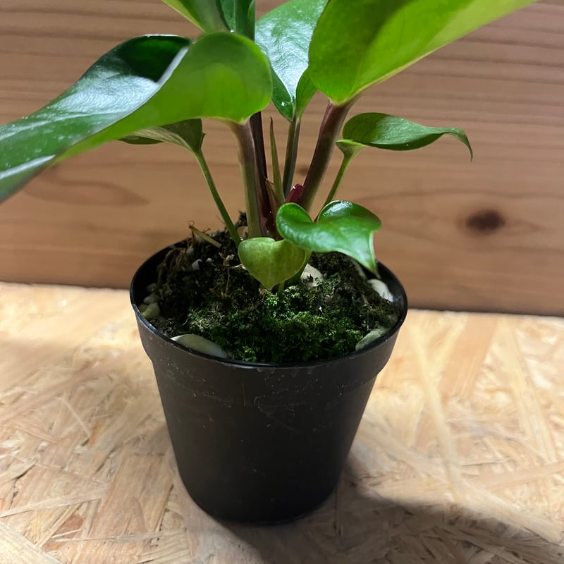 アンスリウム フーケリー 'ブラックドラゴン' | GREEN LUCK