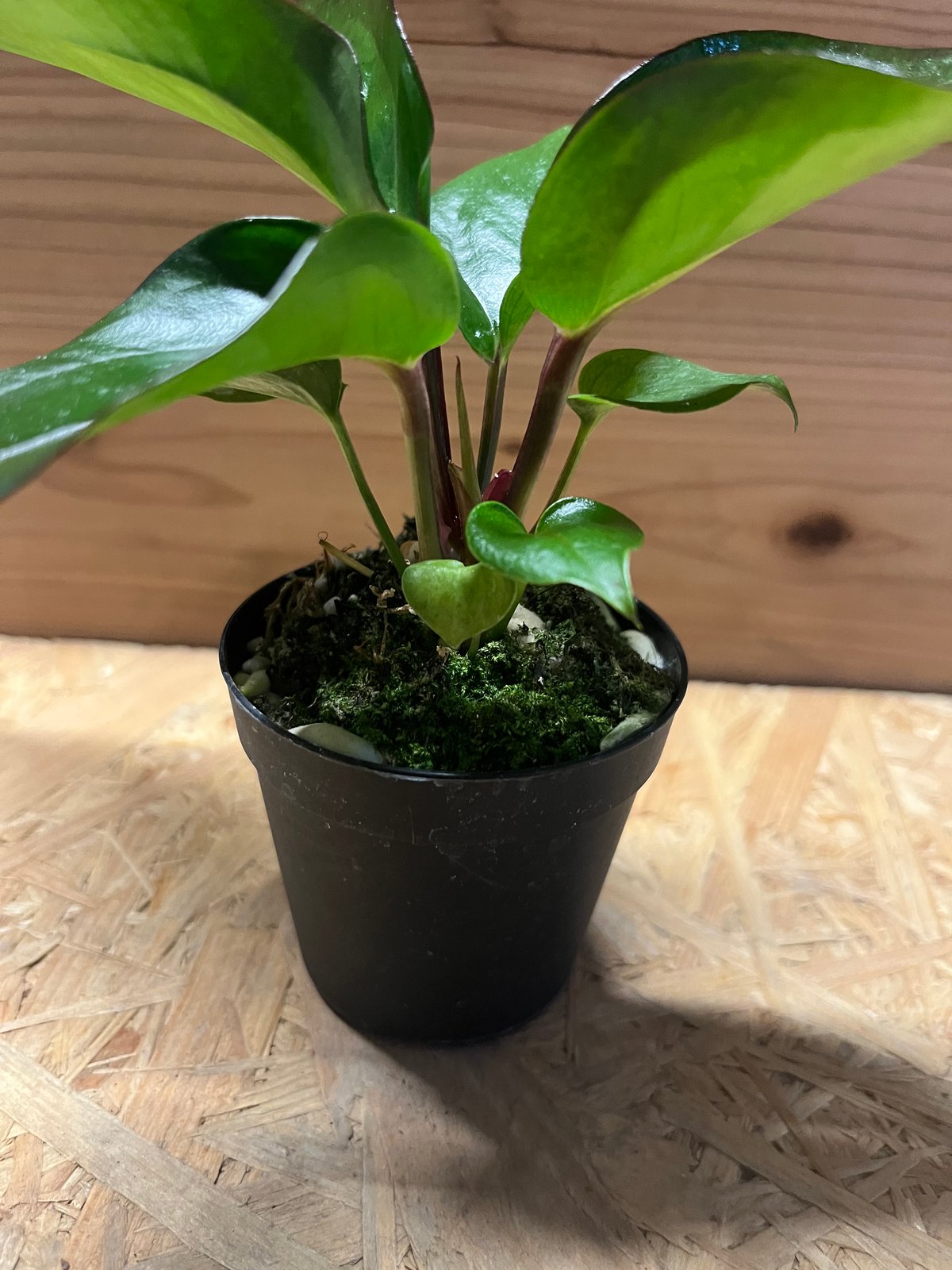 アンスリウム フーケリー 'ブラックドラゴン' | GREEN LUCK