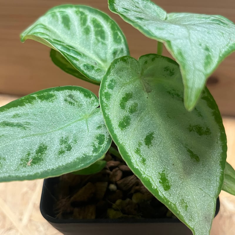 アンスリウム シルバークローム（HU） アンスリウム シルバークローム | GREEN LUCK