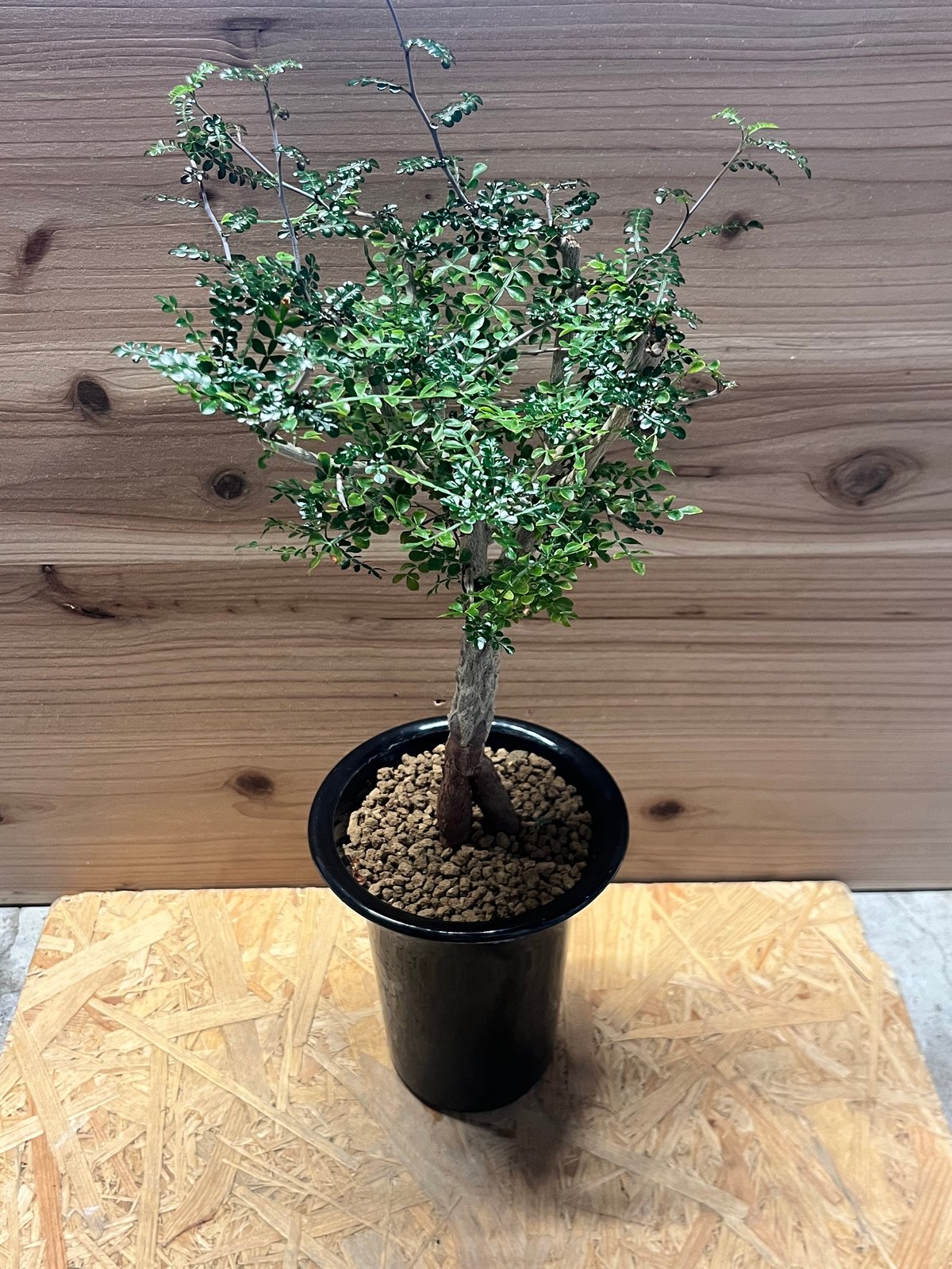 オペルクリカリア・デカリー（Operculicarya decaryi） Operculicarya decaryi オペルクリカリア・デカリー – Caudex