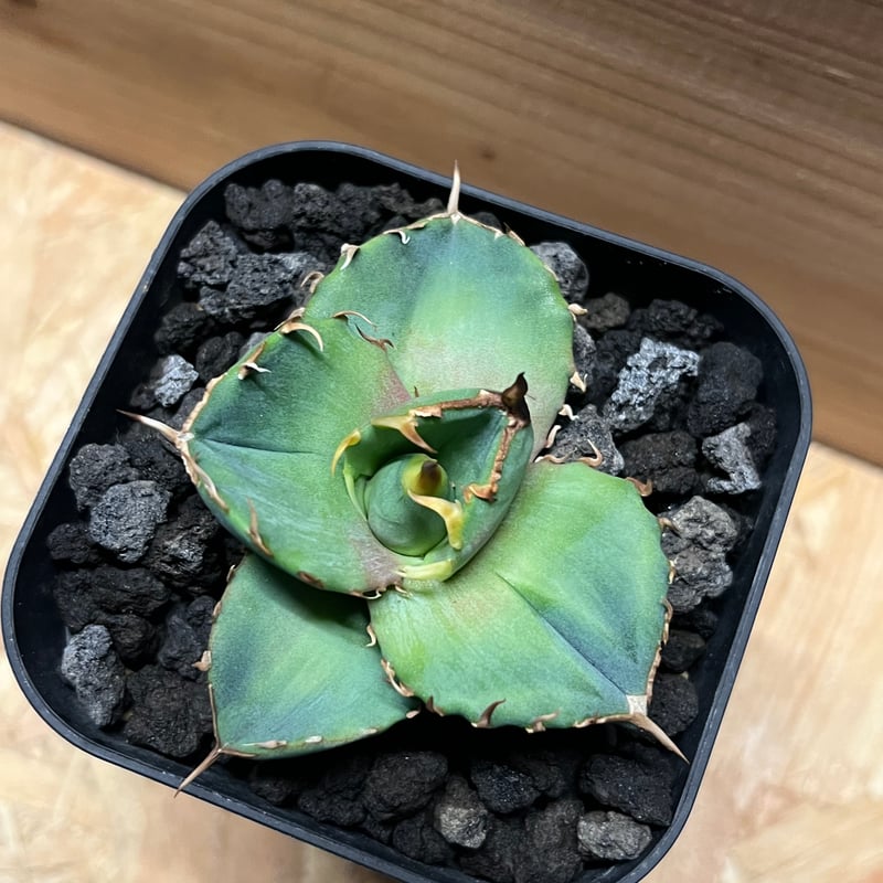 アガベ チタノタ 'NO NAME' | GREEN LUCK