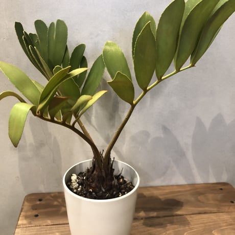 [期間限定値下げしました！！]ザミア　メキシコソテツ ザミア フルフラセア （メキシコソテツ） | retes online shop