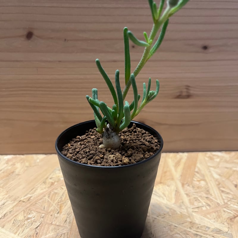 フィロボルス テヌイフロルス | GREEN LUCK