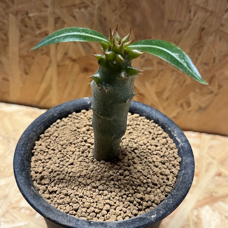 パキポディウム バロニー | GREEN LUCK