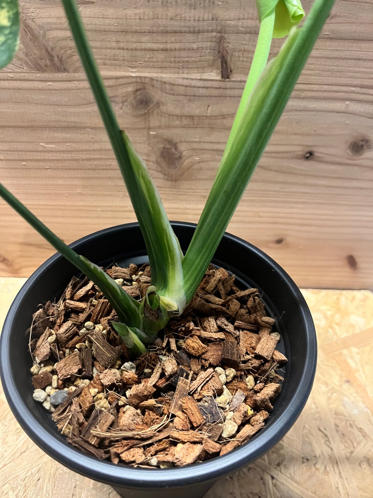 モンステラ デリシオーサ 'ポンポン' | GREEN LUCK