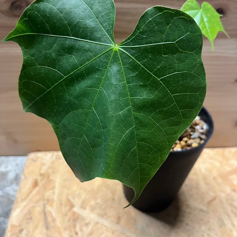 フィルミアナ　コロラータ　発根済み　古株 フィルミアナ コロラータ 発根済み 古株