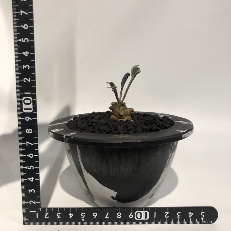 オトンナ ヘレー | GREEN LUCK