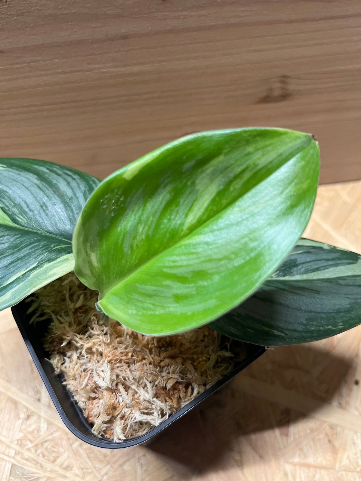 スキンダプサス ルビコン シルバーオンシルバー | GREEN LUCK