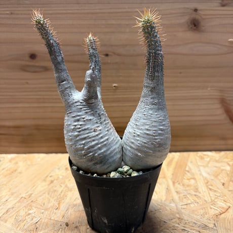 特選 チタノタ シーザー (パキプス パキポディウム グラキリス SRL ) 特選 チタノタ シーザー (パキプス パキポディウム グラキリス SRL