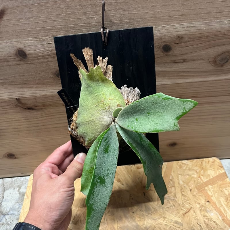 ビカクシダ ウィリンキー セーラージュピター | GREEN LUCK