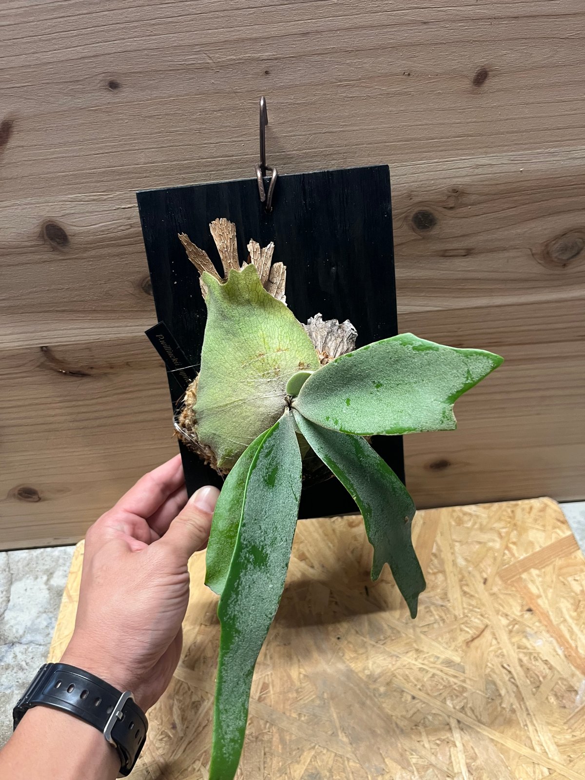 ビカクシダ ウィリンキー セーラージュピター | GREEN LUCK