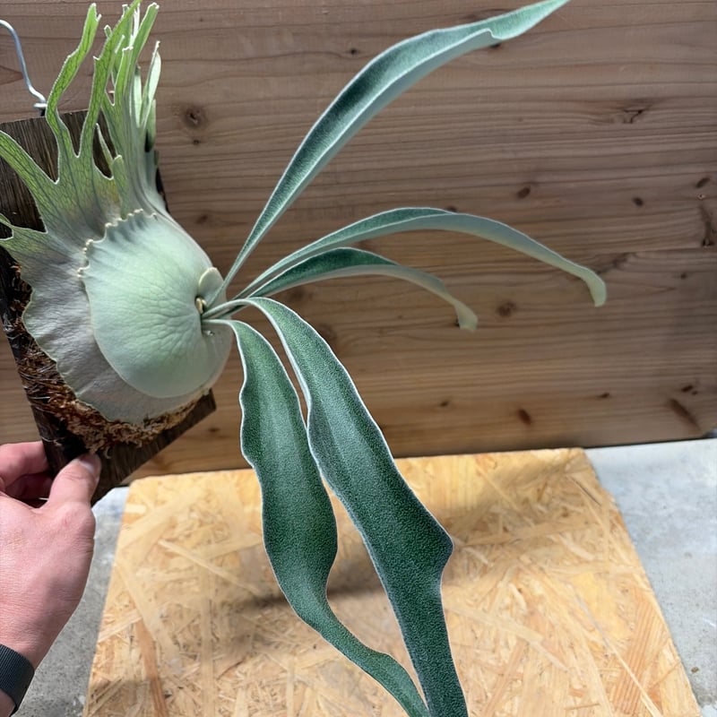 ビカクシダ ベイチー ワイルド | GREEN LUCK