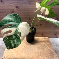 アンスリウム クエレマレンセ | GREEN LUCK