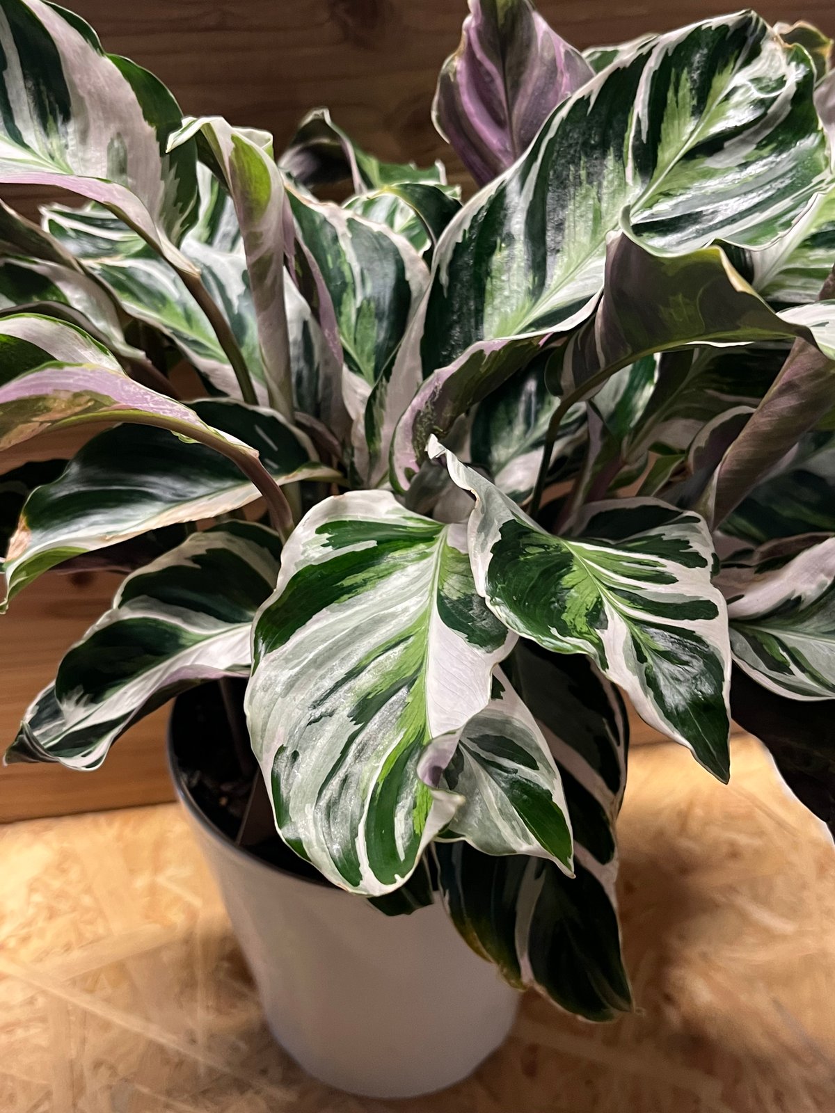 カラテア ホワイトフュージョン | GREEN LUCK