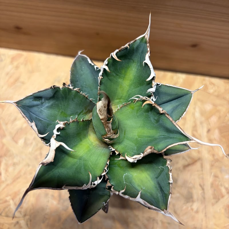 アガベ チタノタ '緑幽霊' | GREEN LUCK