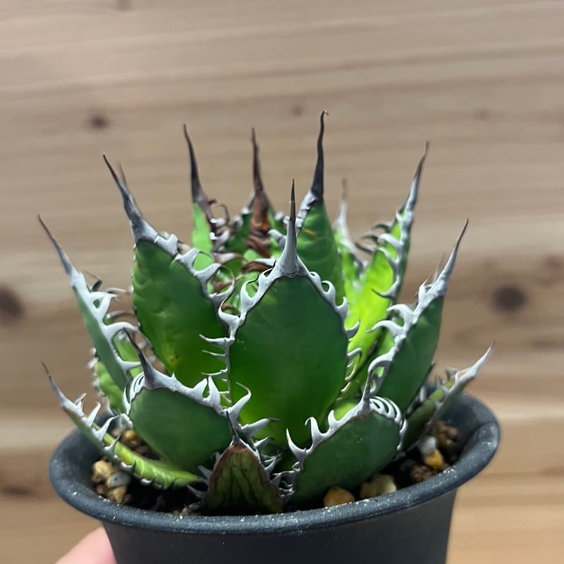 アガベ ホリダ | GREEN LUCK