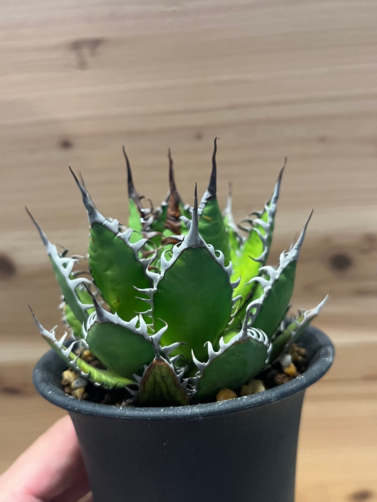 アガベ ホリダ | GREEN LUCK