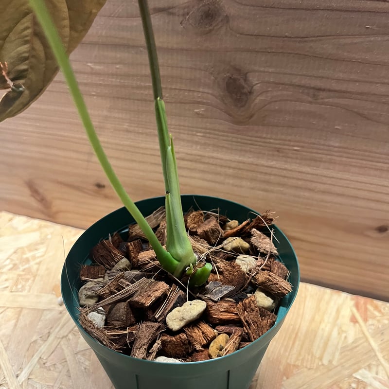 y様専用アンスリウム チャンベラニアナム ロムズレッド | GREEN LUCK