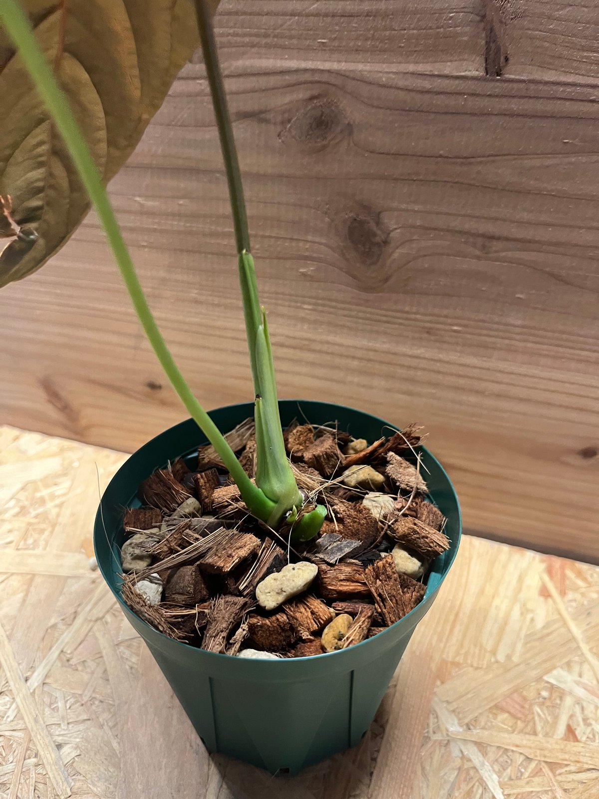 アンスリウム ロムズレッド 大株 葉数多め 株分け可能 15cmロングポット Anthurium 