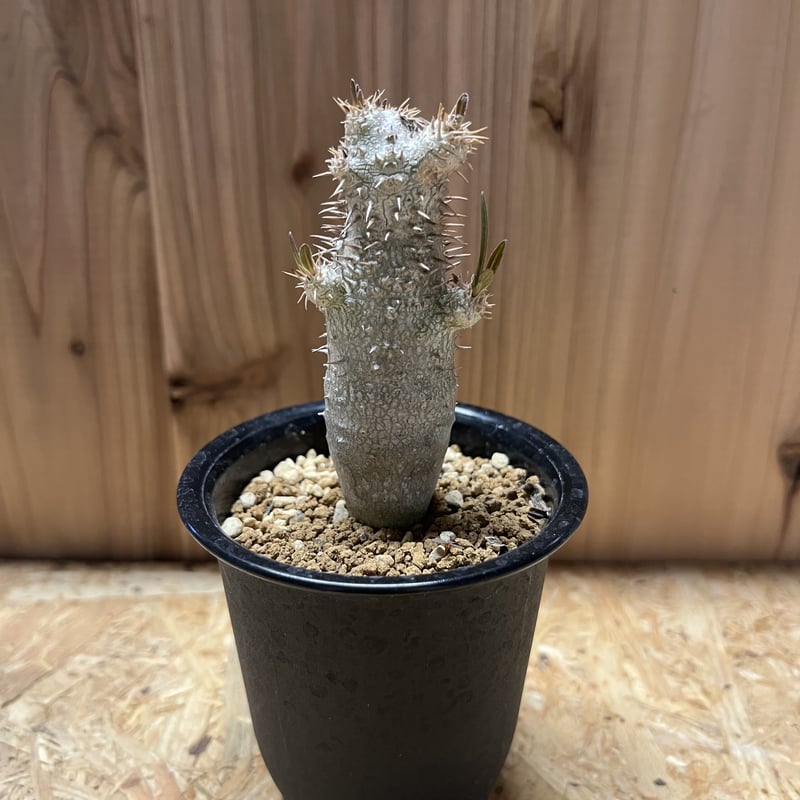 パキポディウム イノピナツム 国内管理10年超 パキポディウム イノピナツム Pachypodium inopinatum - Special