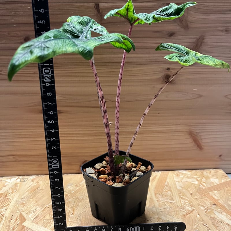 アロカシア ジャクリン | GREEN LUCK