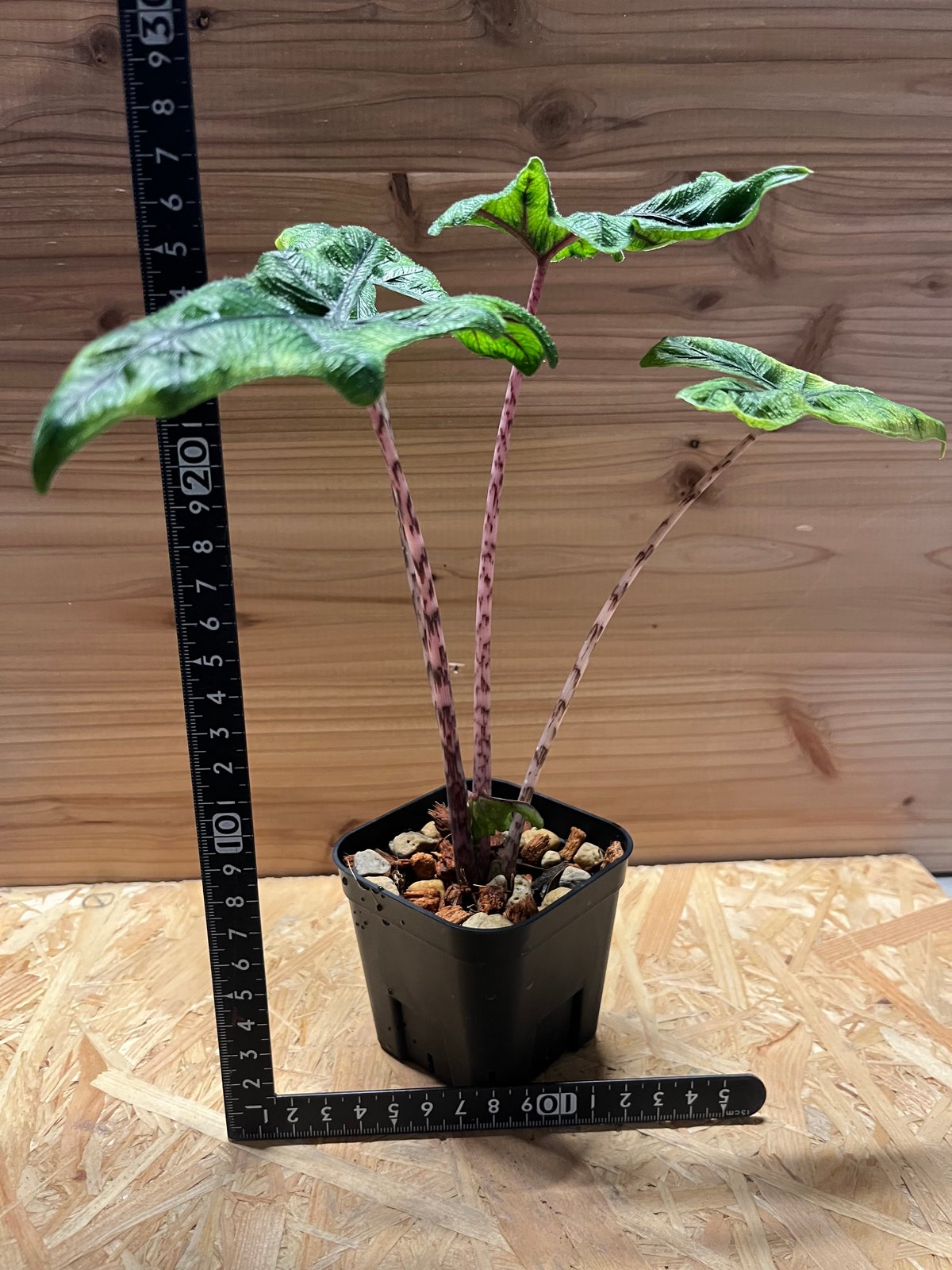 アロカシア・ジャクリン 斑入り Alocasia Jacklyn var. アロカシア ジャクリン 斑入り | GREEN LUCK