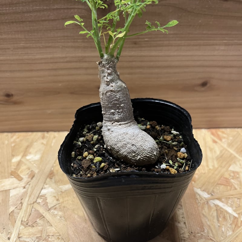【現品】発根済　モリンガの木　moringa oleifera　１２号　た３番 モリンガ | GREEN LUCK