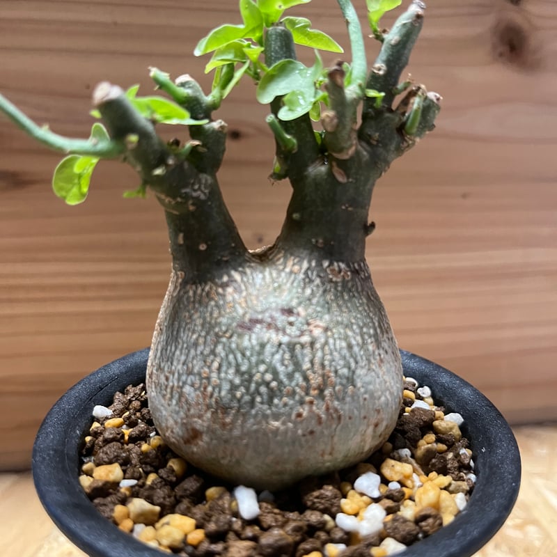 アデニア スピノーサ | GREEN LUCK