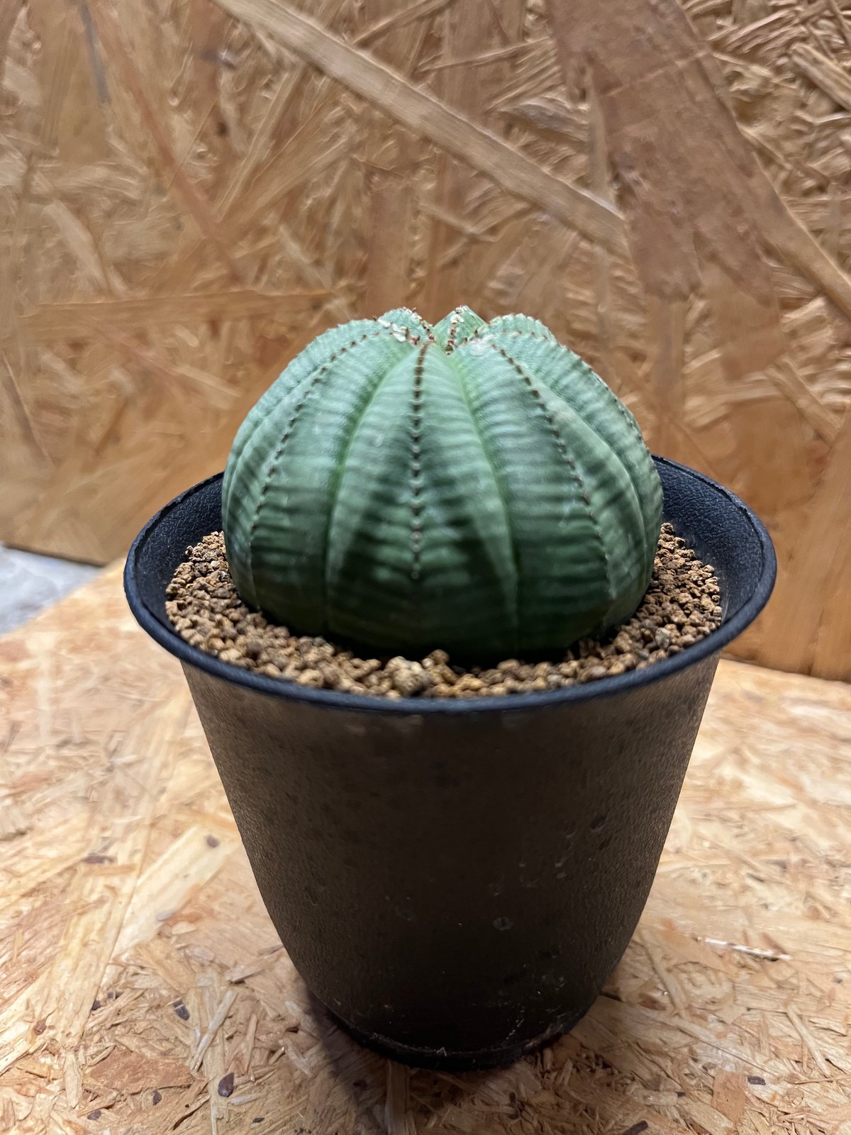 ユーフォルビア オベサ | GREEN LUCK