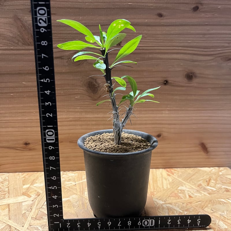 フォークイエリア スプレンデンス | GREEN LUCK