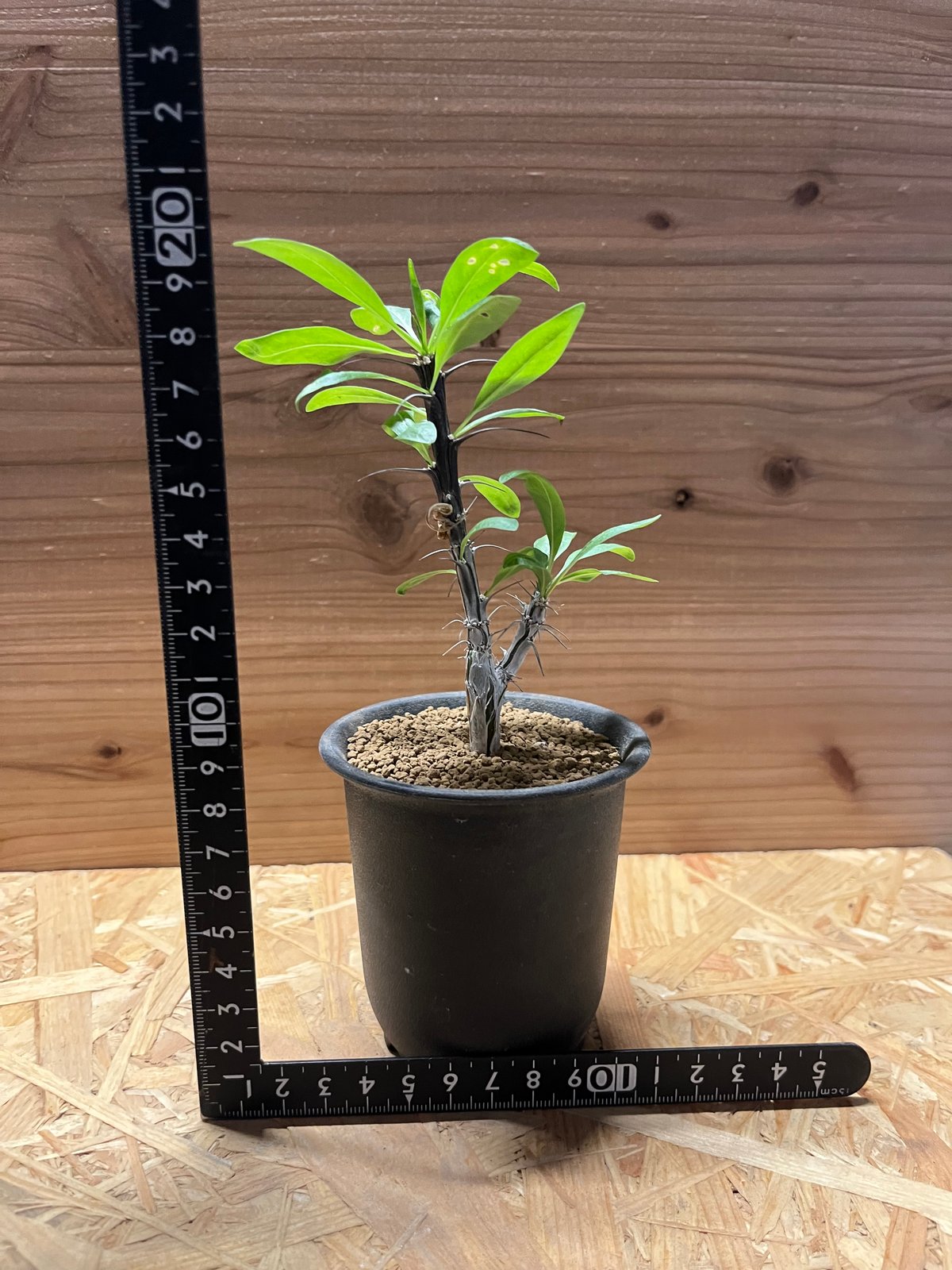 フォークイエリア スプレンデンス | GREEN LUCK