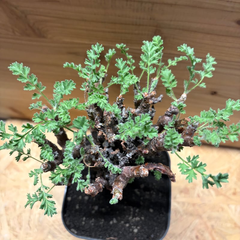 ペラルゴニウム アルテルナンス | GREEN LUCK