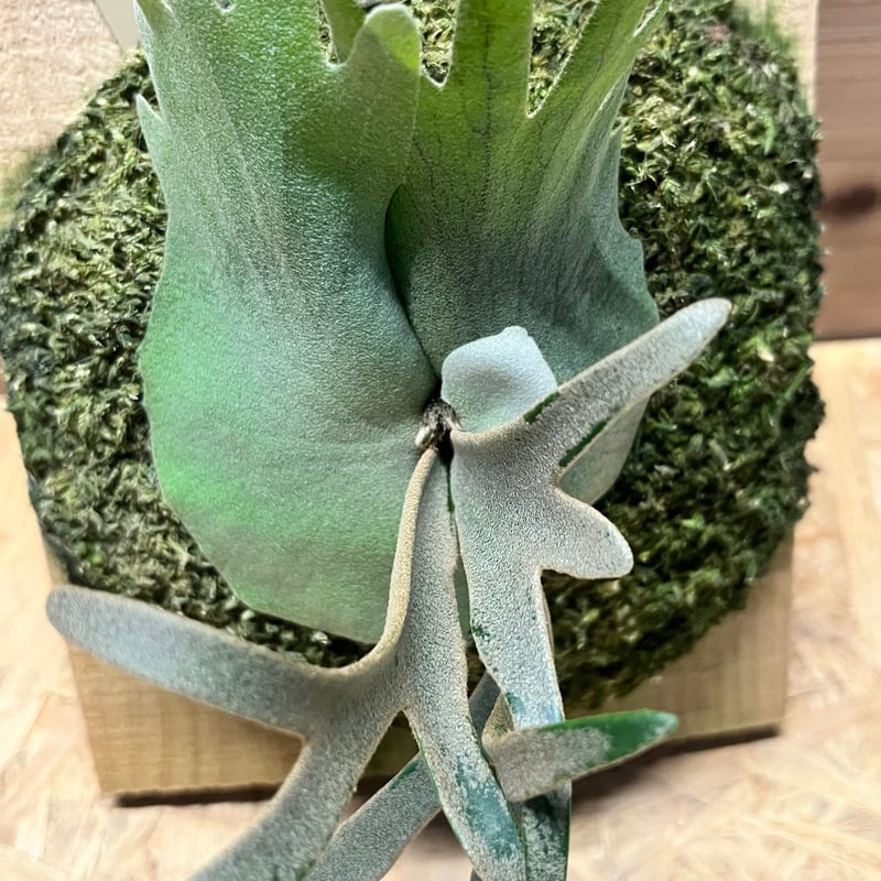 ビカクシダ 大きなウィリンキー 観葉植物 P.willinckii winnie from @big_bell.plants_aqua シワシワ
