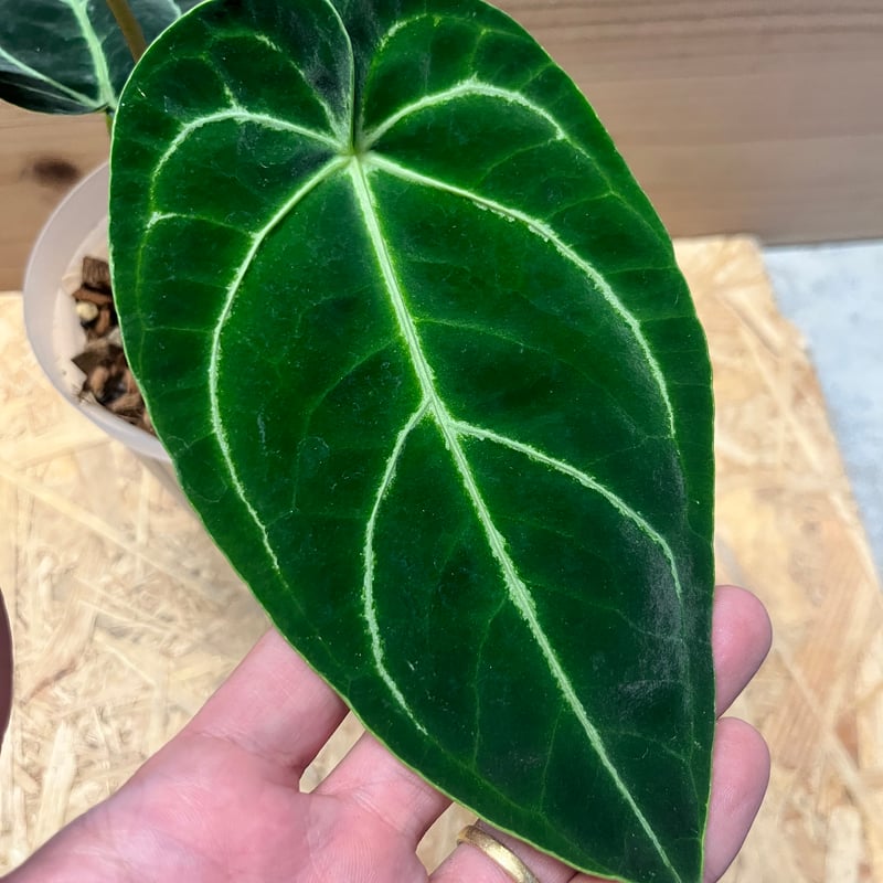 アンスリウム レガレ ダークフォーム | GREEN LUCK