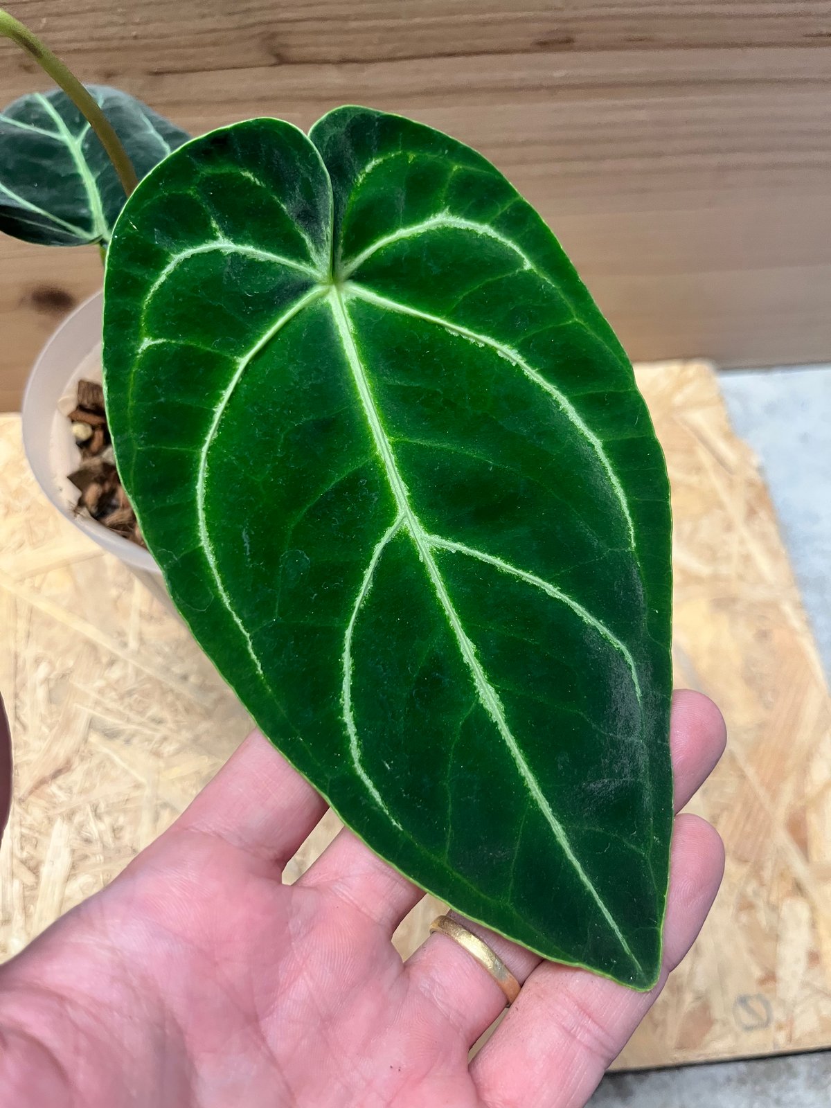 アンスリウム レガレ ダークナロー no.1 アンスリウム レガレ ダークナロー no.1 アンスリウム レガレ ダーク