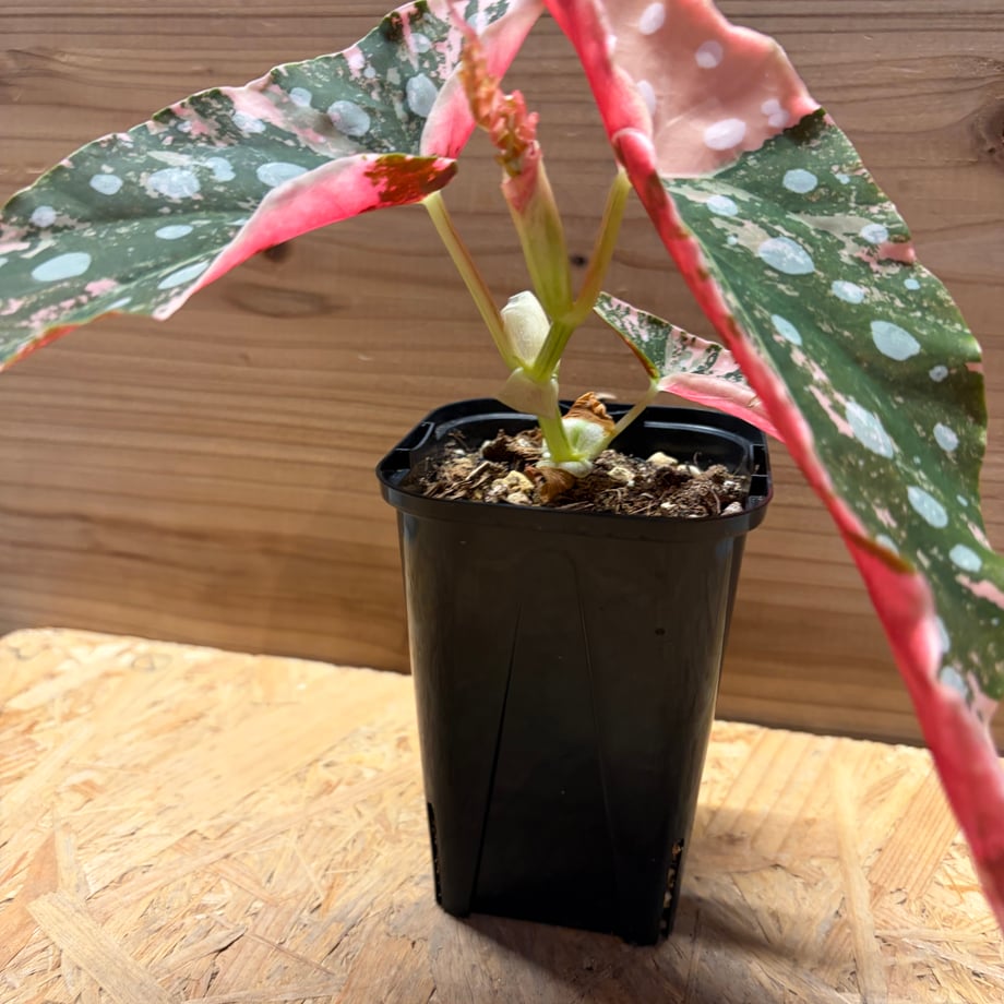 69bb896501165d00765235c2