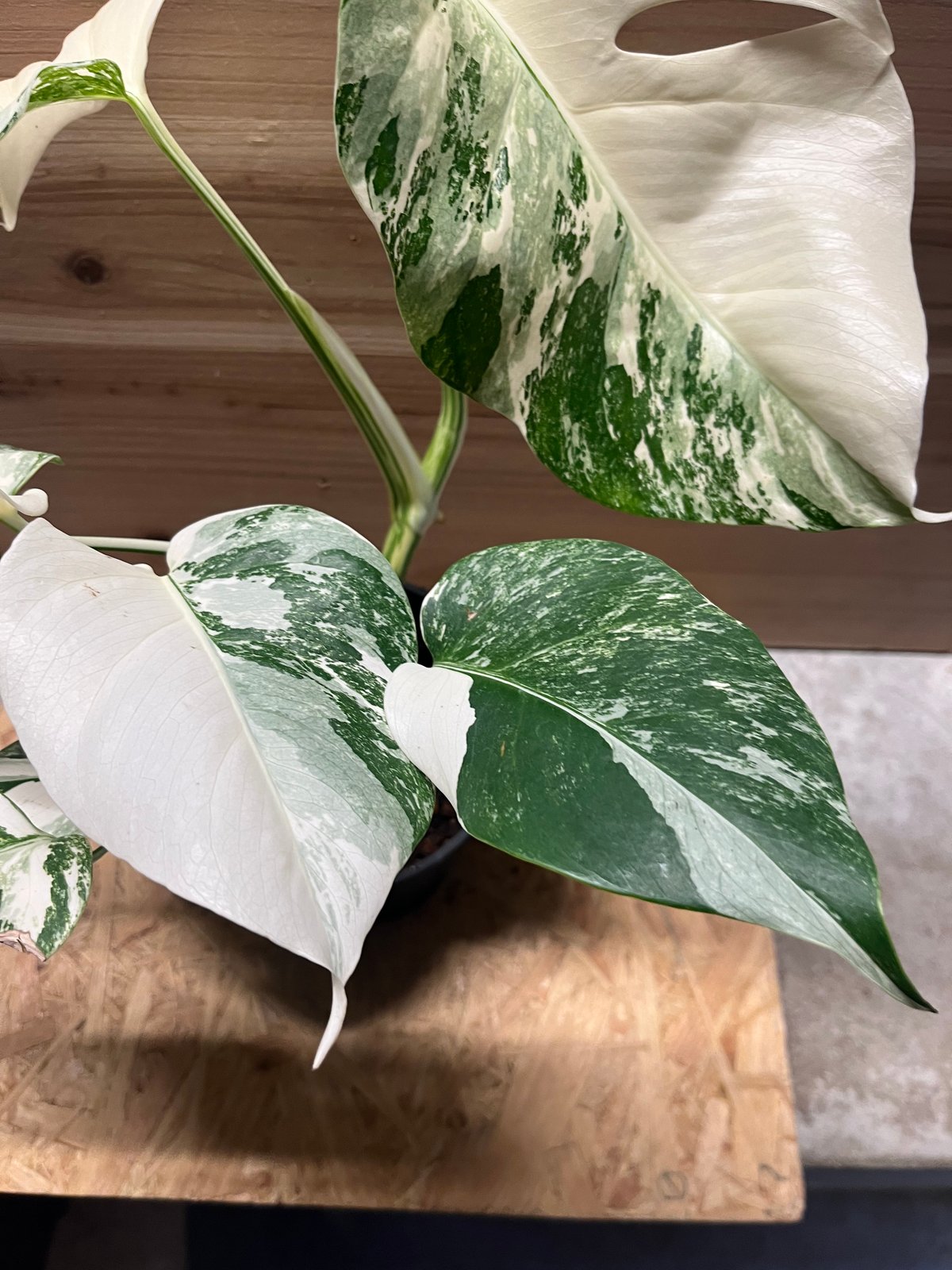 良いバランス斑入りモンステラボルシギアナホワイトタイガー モンステラホワイトタイガー（アルボ）(Monstera Albo White