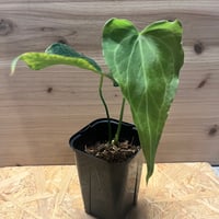 斑入りモンステラ デリシオーサ バリエガータ | GREEN LUCK