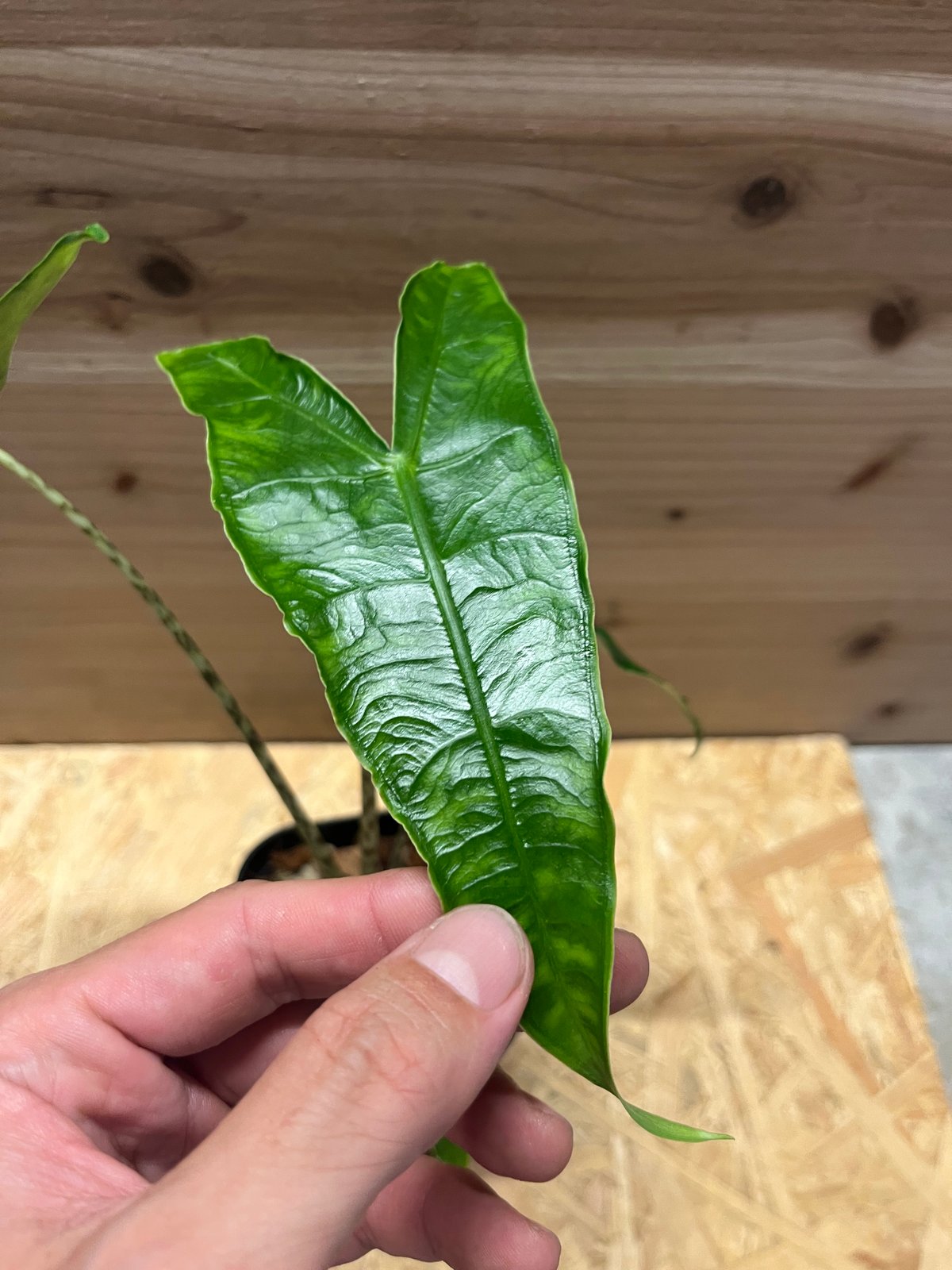 アロカシア ゼブリナ レティキュラータ | GREEN LUCK