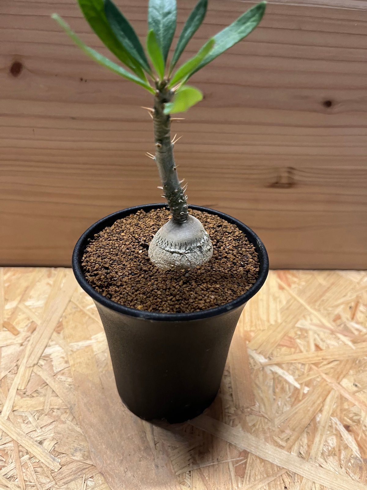 パキポディウムビスピノーサム パキポディウムビスピノーサム | STORES