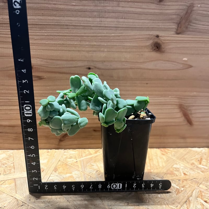 ケラリア ピグマエア 実生 雌株 | GREEN LUCK