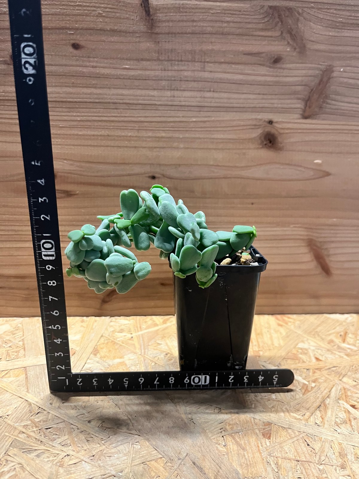 ケラリア ピグマエア 実生 雌株 | GREEN LUCK