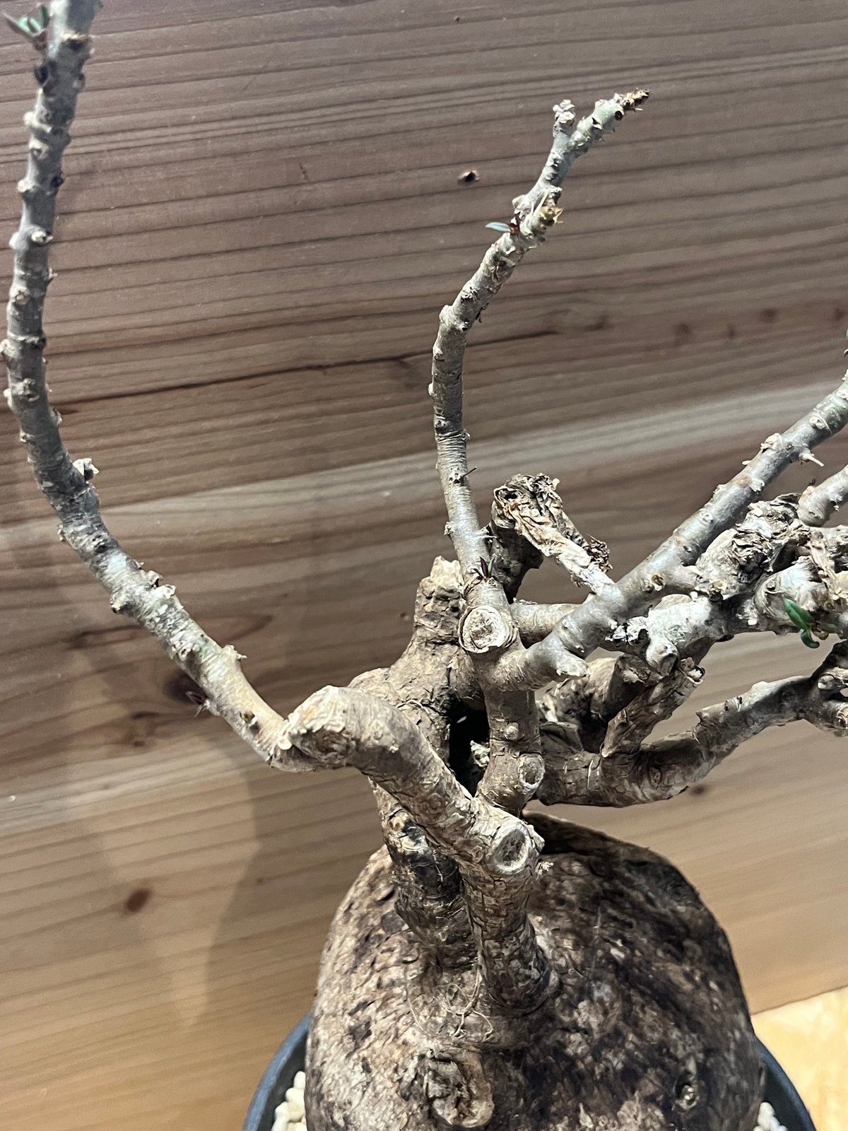 パキポディウム ビスピノーサム | GREEN LUCK