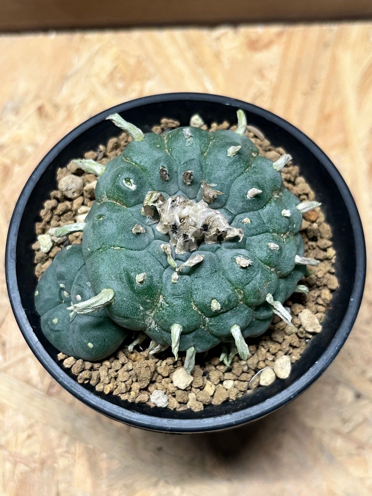 ロホホラ　ペンタゴナ 自根 ロフォフォラ ペンタゴナ | GREEN LUCK