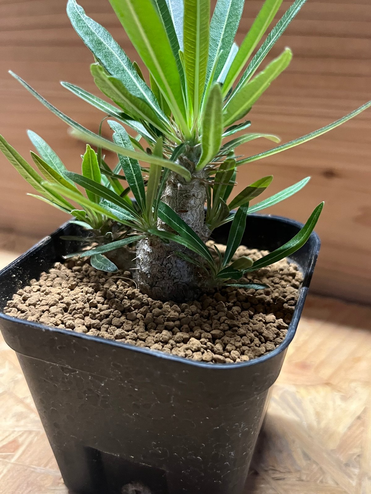 パキポディウム グラキリス 実生 | GREEN LUCK