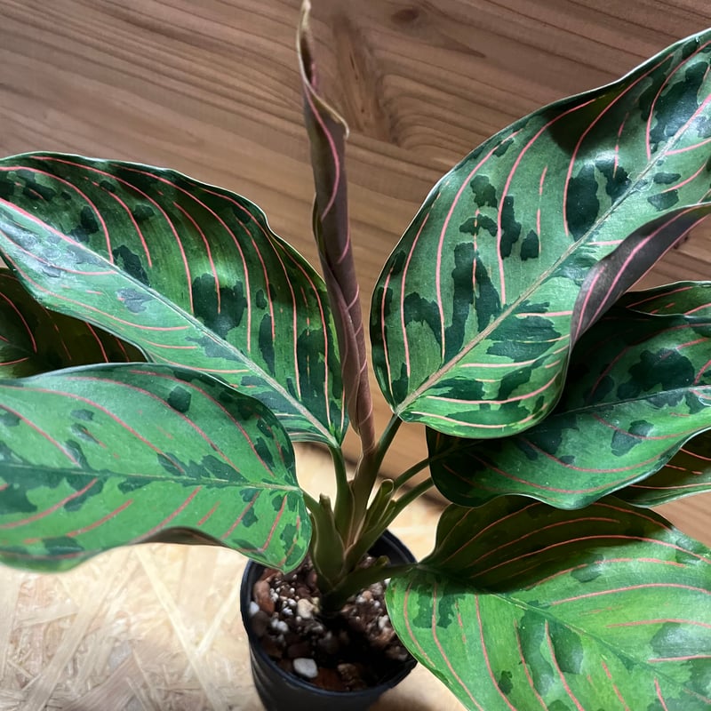 アグラオネマ レッドアーミー | GREEN LUCK