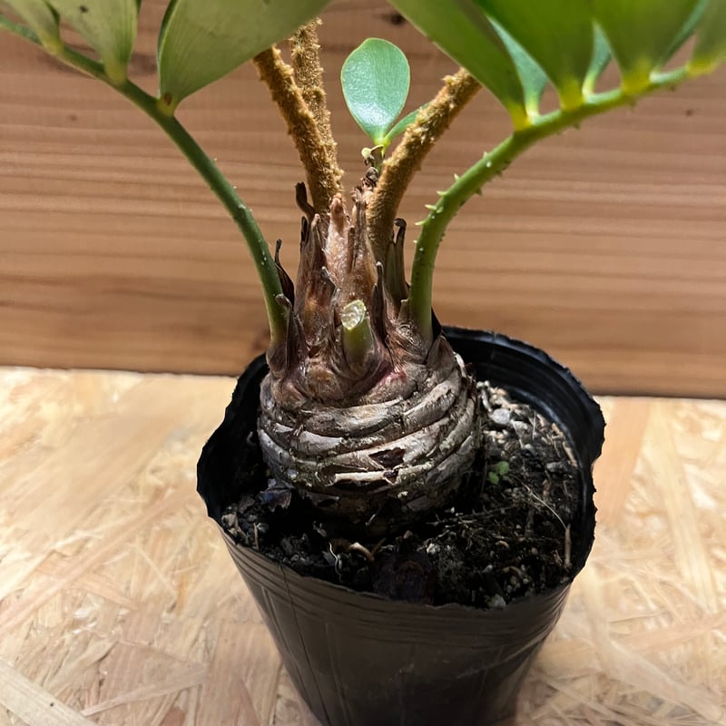 ザミア フルフラセア | GREEN LUCK