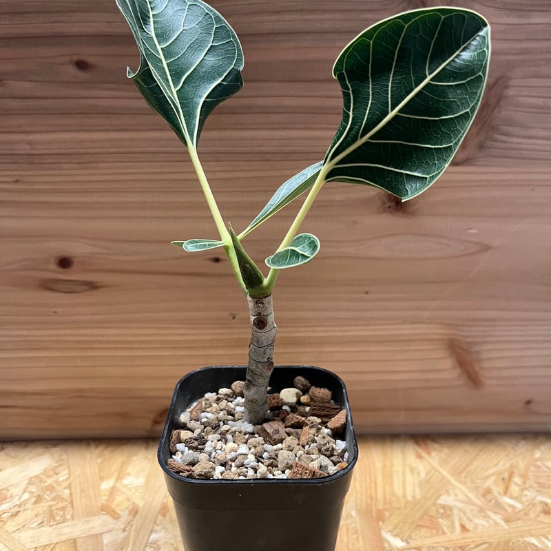 フィカス クリシュナボダイジュ | GREEN LUCK